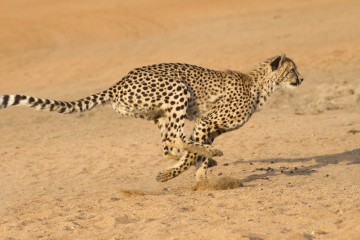 shutterstock_99403178